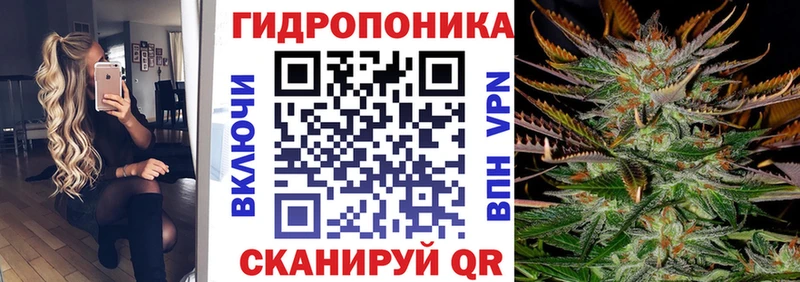 Конопля гибрид  Кировск 